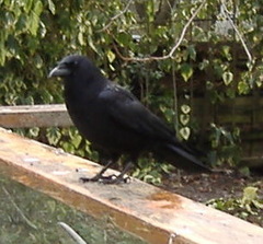 Northwestern Crow